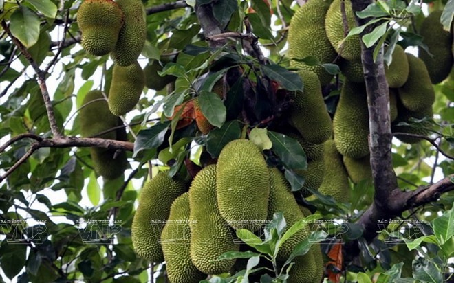 Fruits exotiques du Sud Vietnam - ảnh 12